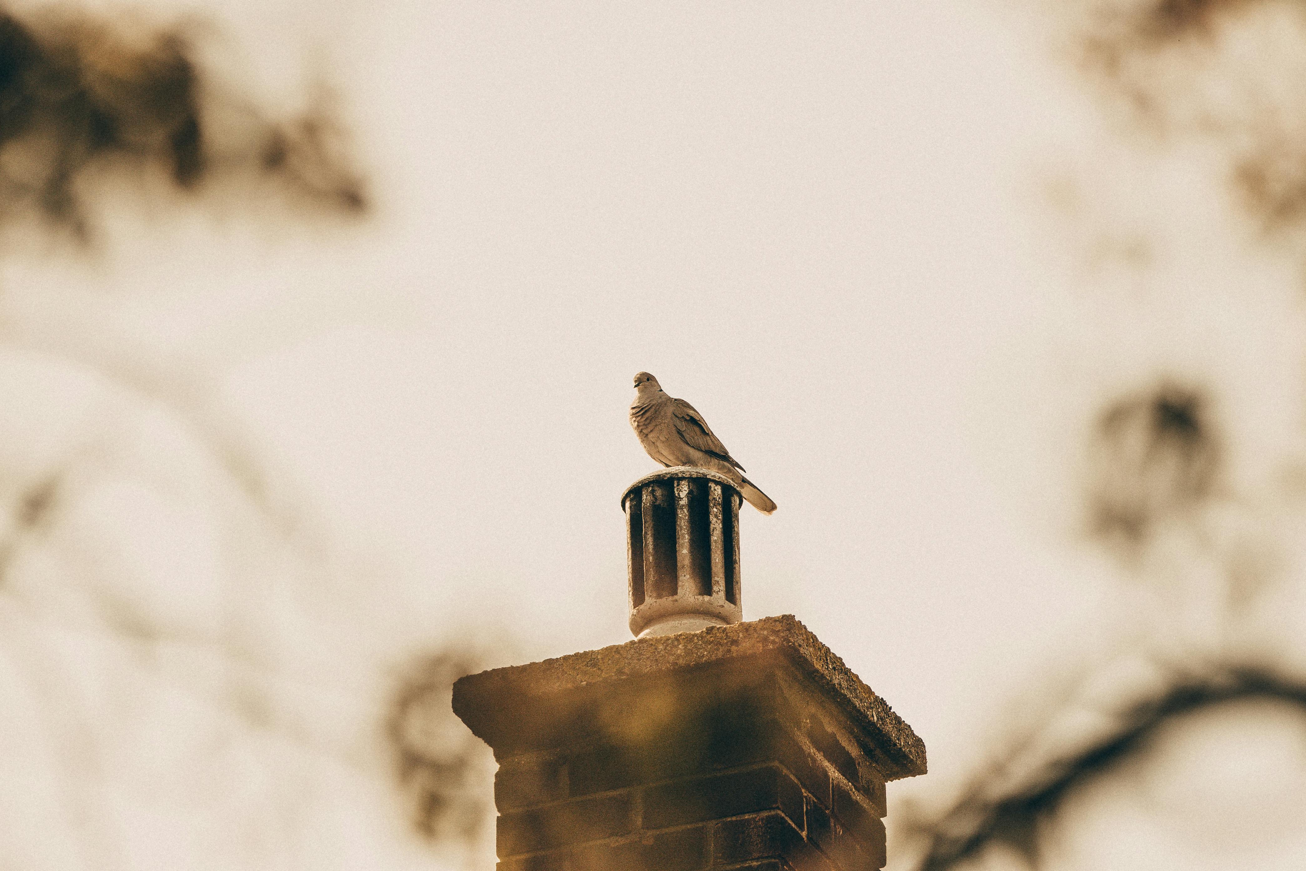 Quality Chimney Caps and Dampers Installation in Forney, TX Professional Chimney Cap and Damper In Forney Texas